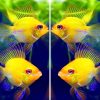 Sunshine Balloon Ram Cichlid (Mikrogeophagus ramirezi)