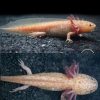 copper melanoid leopard axolotl