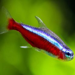 Jumbo Cardinal Tetra