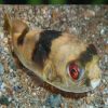 Freshwater Darwin Toafish