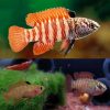 Black Tiger Badis - 1cm