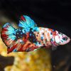 Giant Assorted Halfmoon Plakat Male