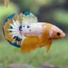 yellow hellboy plakat betta male