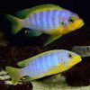 Aurora Cichlid
