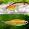 dwarf glowlight danio