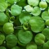 Frogbit Bag