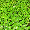 Giant Floating Duckweed