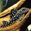 Snowball Pleco Catfish L201