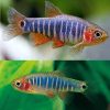 Emerald Dwarf Rasbora