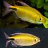 African Long Finned Tetra