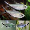 blacklined Costae Tetra