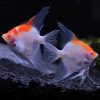 Albino Super Red Cap Angelfish