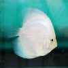 Snow White Discus