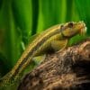 Green Chinese Algae Eater Sucker