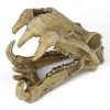 Hippo Skull Ornament 20x11x13.5cmH CH44089 LEFT ANGLE VIEW