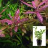 Hygrophila Polysperma