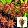 Ludwigia Guinea