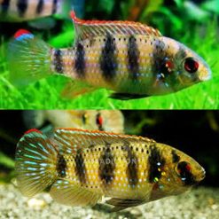 Dwarf African Butterfly Cichlid (Anomalochromis thomasi)