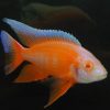 Albino Eureka Red Peacock
