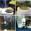 Cichlids Fish Eggs Incubator 50mm AQ50025 4 PICS in AQUARIUM