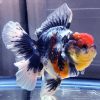 Oranda Giant Rosetail Calico