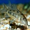 pepper Cory catfish Corydoras Large