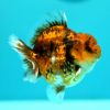 Oranda Yuan Bao Tiger