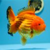 Goldfish Yuan Boa Assorted