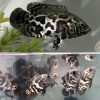 White Tiger Oscar