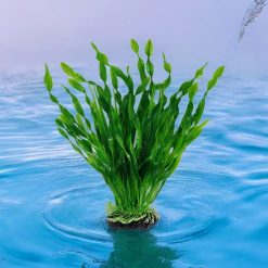 Plastic Plant Twisted Val 32cm 6008 ON WATER