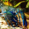 Large Blue Claw Yabby/Crayfish
