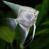Platinum Angelfish