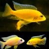 Golden Flame Peacock Cichlid