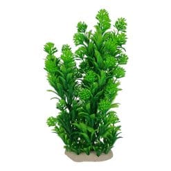 Ambulia Fern Mix Large 32cm