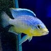 Protomelas Stevenii Eastern Cichlid
