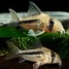 Axelrod's Cory Catfish