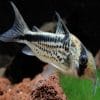 Loxozonus Cory Catfish Corydoras