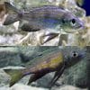 Aulonocranus Dewindt Cichlid