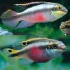 Pelvicachromis Pulcher Iwu Ughelli Yellow