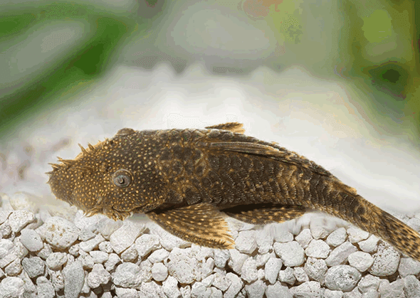Essential-Vitamins-for-Optimal-Aquarium-Fish-Health.png