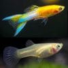 Golden Japan Blue Guppy Pair