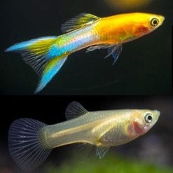 Golden Japan Blue Guppy Pair