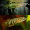 Werner's Panchax Killifish