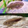 Reticulated Hillstream Loach