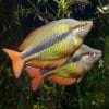 Lake Tebera Rainbowfish, Yellow Rainbowfish Herbertaxelrodi