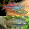 utcheensis Utchee creek Rainbow