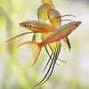 Werneri Threadfin Rainbow