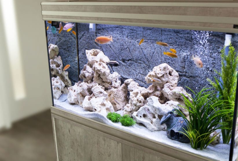 Balanced Diet Tips for Mixed Species Aquarium Tanks