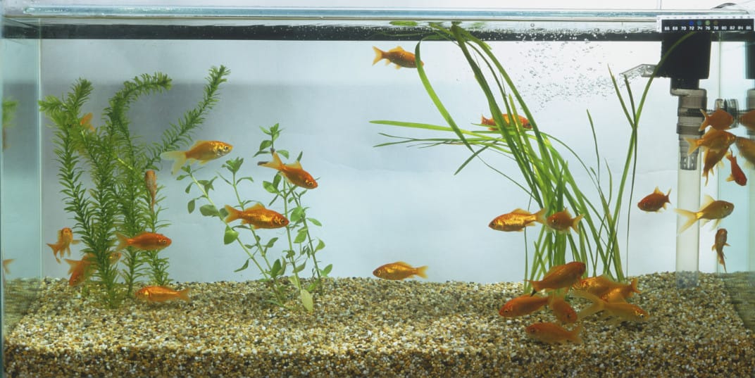 Best Aquarium Filtration Systems for Healthy Fish