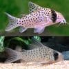 Fairy Cory (Astropersonatus Corydoras) Catfish